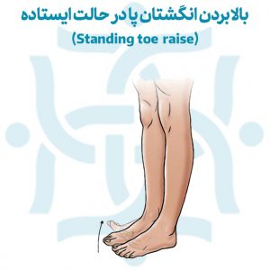 بالابردن انگشتان پا در حالت ایستاده برای تمرینات ورزشی پس از درمان شکستگی شست پا