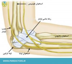 ساختار طبیعی آرنج