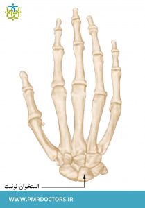 آناتومی طبیعی استخوانهای مچ و دست