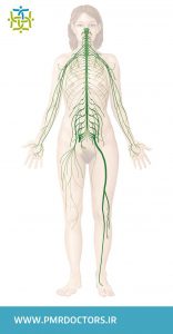 سیستم عصبی انسان نوار عصب و عضله